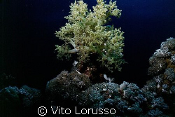 Corals - Lythophyton arboreum by Vito Lorusso 